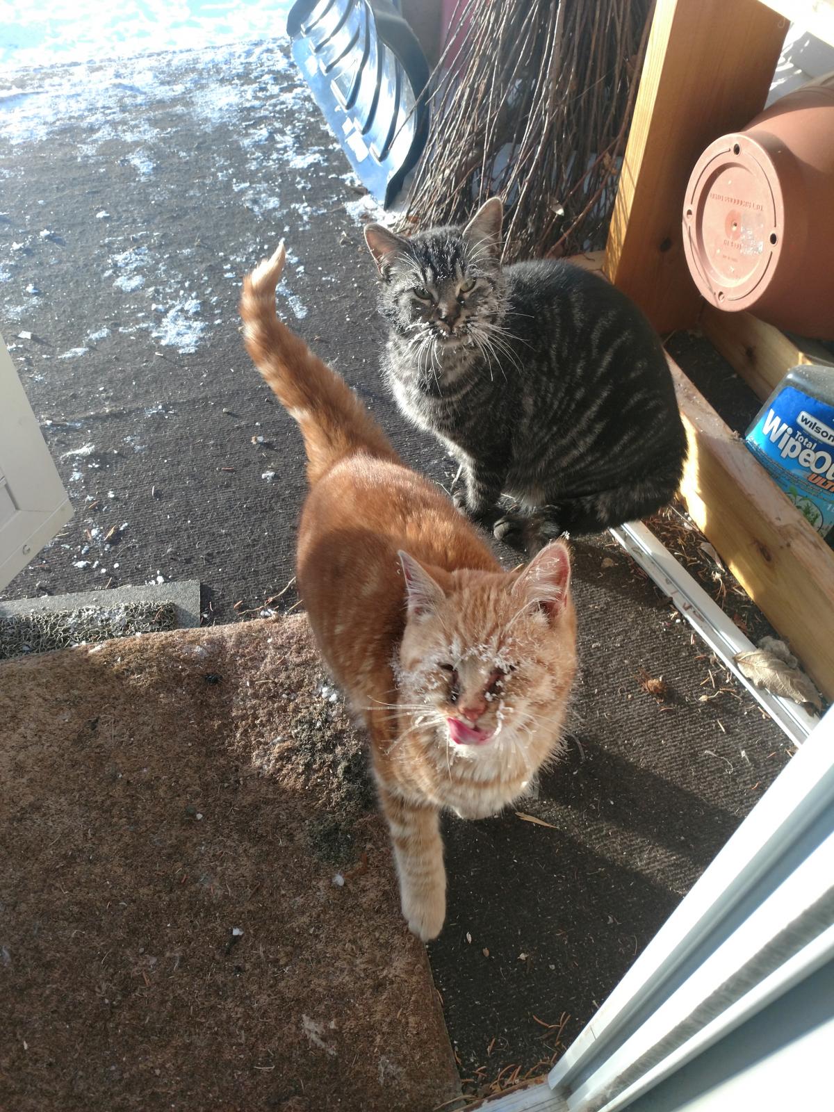 How Cold Is Too Cold For Pets? Current Events