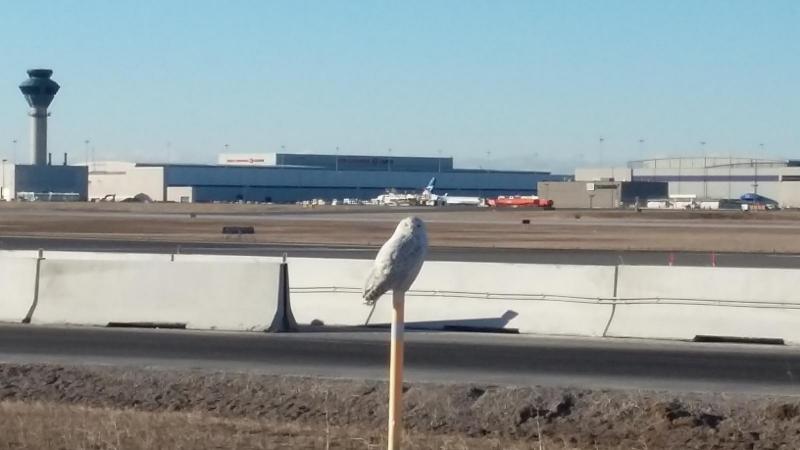 owl-a.thumb.jpg.88bf0c890256ee528e097ca38926be5b.jpg