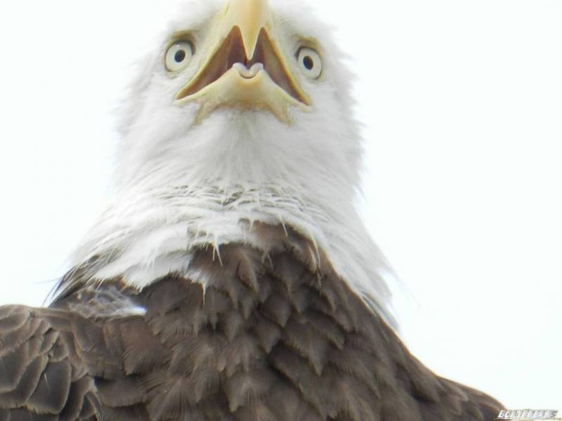 Bald Eagle - 0.jpg