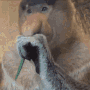 prob-proboscis-monkey.gif.e0230d7c96180c09442b456706a5eb5f.gif