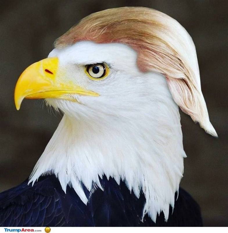 the-eagle.jpg