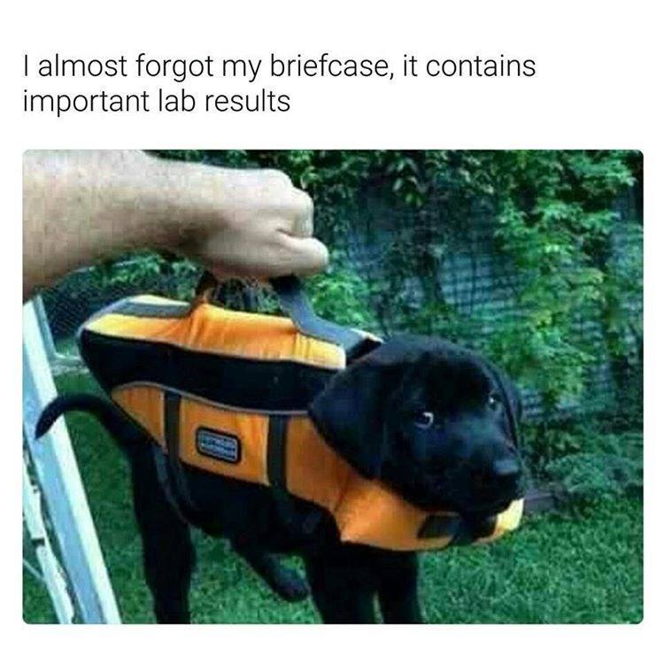 animal-almost-forgot-my-briefcase-contains-important-lab-results.jpg