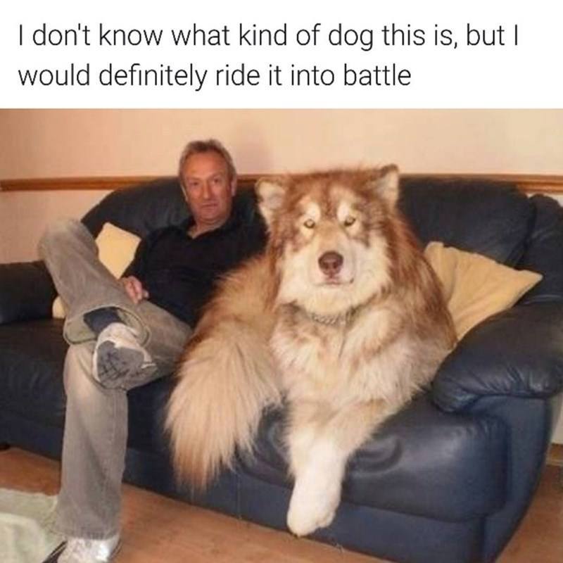 dog-dont-know-kind-dog-this-is-but-would-definitely-ride-into-battle.jpg