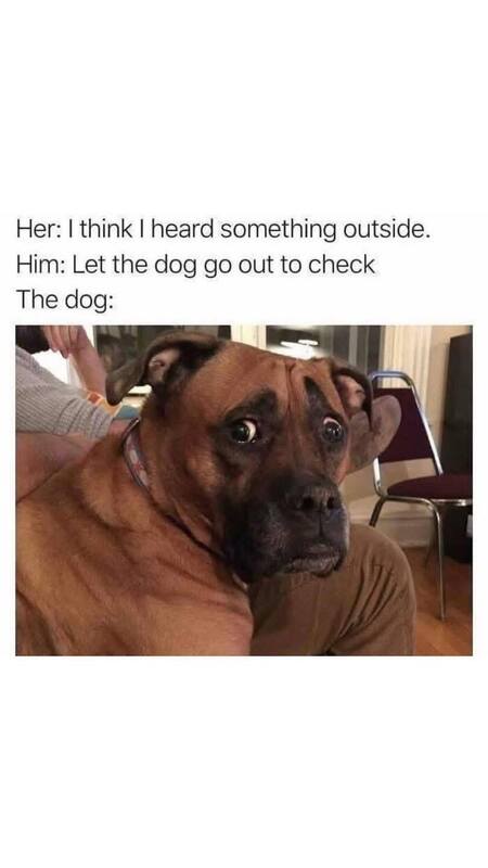 dog.jpg